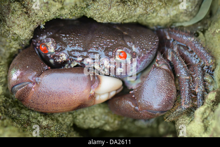 Red-eyed reef granchio - Eriphia ferox nel foro in pietra vicino fino Foto Stock