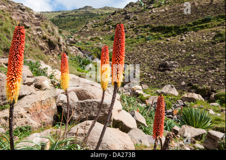 Kniphofia anche chiamato Tritoma o Red Hot poker (Kniphofia foliosa), Etiopia Foto Stock