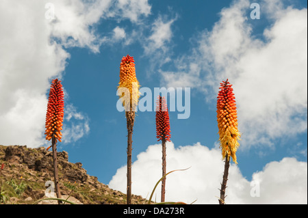 Kniphofia anche chiamato Tritoma o Red Hot poker (Kniphofia foliosa), Etiopia Foto Stock