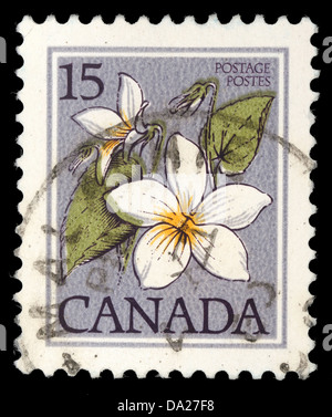CANADA - circa 1977: un timbro stampato in Canada mostra Fiore: Canada violetta, dalla serie 'fiori' , circa 1977 Foto Stock