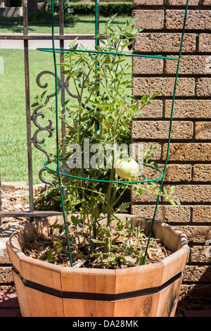 Una pianta di pomodoro in un contenitore di cedro, si siede su un patio. Foto Stock