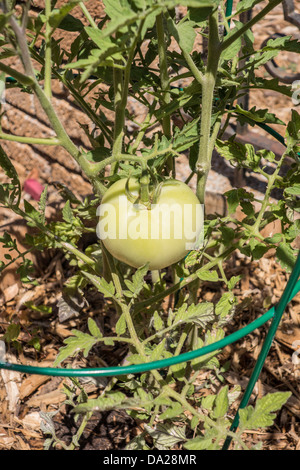 Una pianta di pomodoro in una gabbia di pomodoro, crescendo in un contenitore su un patio accanto a un muro di mattoni. Foto Stock