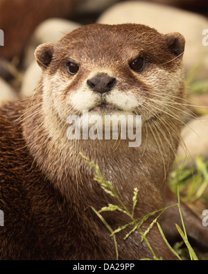 Un ritratto di un Africano Clawless Otter guardando verso l'alto. Foto Stock