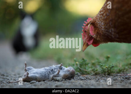 Roseburg, Oregon, Stati Uniti d'America. 1 Luglio, 2013. Un gatto domestico gioca con un punto morto gopher ha catturato in una fattoria rurale della contea di Douglas nei pressi di Roseburg. Secondo un recente studio pubblicato nella rivista Nature Communications, gatti domestici uccidere miliardi di uccelli, topi e piccoli animali negli Stati Uniti ogni anno. Credito: Robin Loznak/ZUMAPRESS.com/Alamy Live News Foto Stock