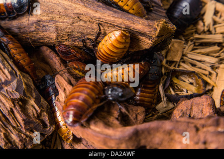 Close up di grandi Madagascar sibili scarafaggi su legno Foto Stock