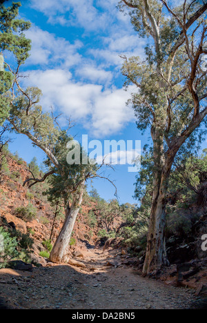 La resistente bellissimo Flinders Ranges nell'outback australiano. Foto Stock