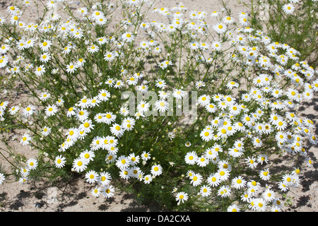 Tripleurospermum inodorum, senza profumo mayweed, fioritura Foto Stock