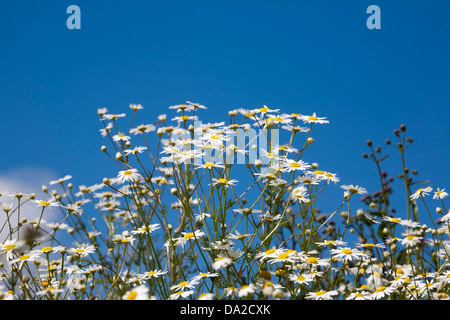 Tripleurospermum inodorum, senza profumo mayweed, fioritura Foto Stock