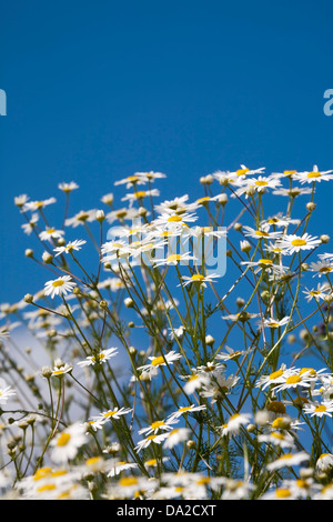 Tripleurospermum inodorum, senza profumo mayweed, fioritura Foto Stock