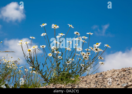 Leucanthemum vulgare; Oxeye daisy; comune daisy; blooming Foto Stock