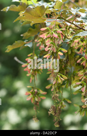 Acero acer semi di alberi di frutta in sviluppo uva come grumi sui rami pronti per la dispersione del vento Foto Stock