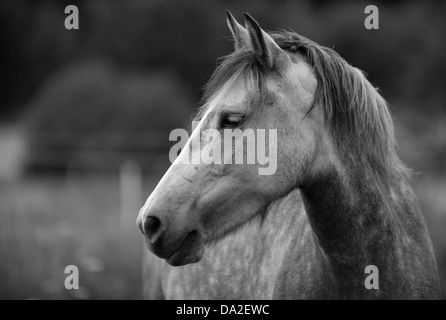 Cavalli domestici (Equus caballus ferus), Ekerö, Svezia Foto Stock