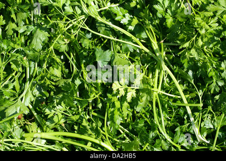Si tratta di un immagine ravvicinata di prezzemolo come bella natura verde dello sfondo. Foto Stock