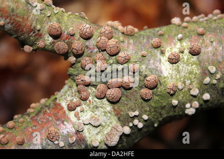 Il faggio Woodwart funghi Hypoxylon fragiforme Foto Stock