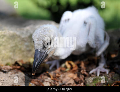 Bor u Skutce, Repubblica Ceca. Il 2 luglio 2013. I ragazzi della cicogna bianca (Ciconia ciconia) sono visibili in Bor u Skutce, circa 150 km a nord di Praga Repubblica Ceca, Luglio 2, 2013. I giovani sono nati due settimane fa e il loro peso è di circa 1 kg. Cicogne appartengono tra le specie in pericolo di estinzione in Repubblica Ceca.(CTK foto/Josef Vostarek/Alamy Live News) Foto Stock