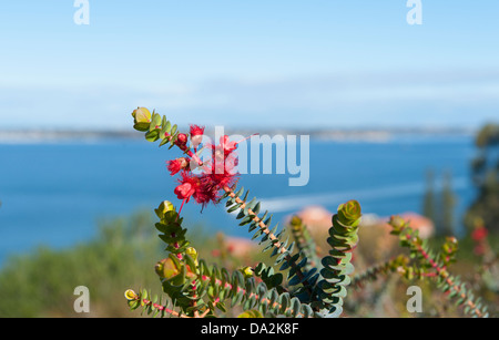 Verticordia grandis, endemico arbusto Australiano, crescendo in Kings Park Botanic Garden, Perth, affacciato sul Fiume Swan, WA Foto Stock