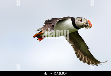 Puffin battenti torna alla sua colonia nidificazione con becco pieno di pesci Foto Stock