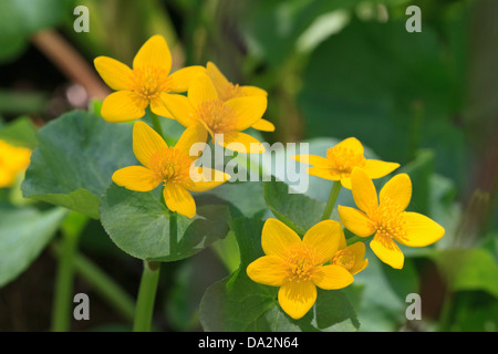 Marsh calendula (Caltha palustris), noto anche come kingcup. Foto Stock