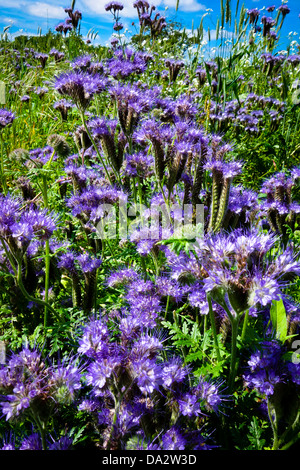 Blu-raccolto fiorito di Scorpion weed Phacelia tanacetifolia concime verde Foto Stock