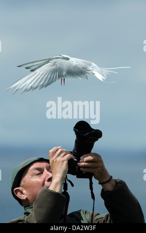 Arctic tern sterna paradisaea attaccando fotografo northumberland mare del Nord Foto Stock