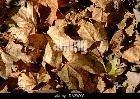 Foglie morte, regione dell'Andalusia, Spagna, Europa Foto Stock