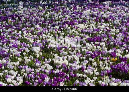 Un prato pieno di fioriture di crochi Foto Stock