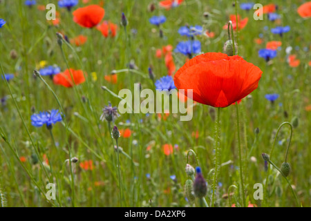 Papaveri selvatici e cornflowers su un prato Foto Stock