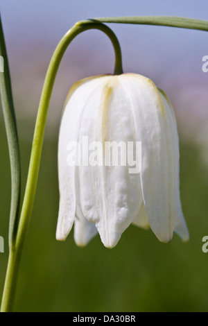 Serpenti testa,Schachbrettblume,Fritillaria meleagris su un prato Foto Stock