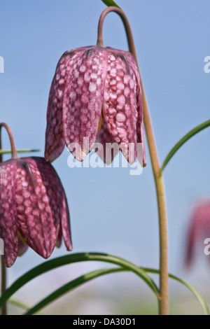 Serpenti testa,Schachbrettblume,Fritillaria meleagris su un prato Foto Stock