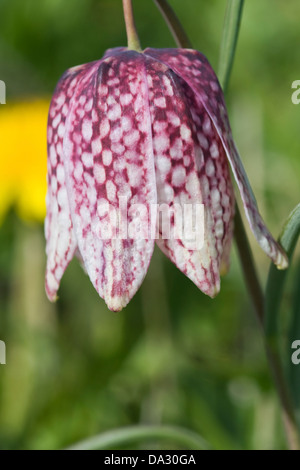 Serpenti testa,Schachbrettblume,Fritillaria meleagris su un prato Foto Stock