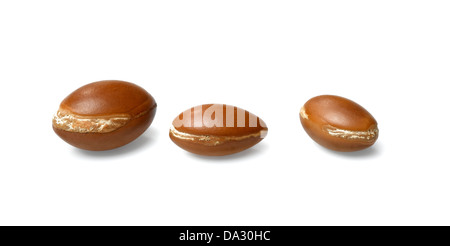 I dadi di argan Foto Stock