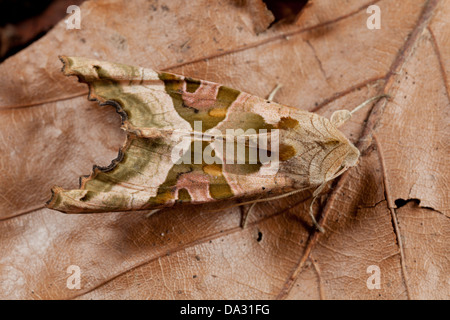 Un angolo sfumature moth poggia sulla figliata di foglia in Hampshire Foto Stock