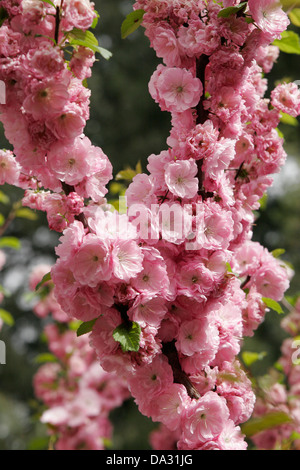 Fiori di colore rosa sull'albero da frutto in fiore, Pechino, Cina Foto Stock