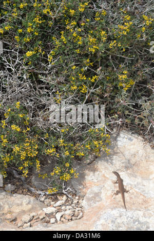 Lucertola marrone su roccia, isola di Comino e Malta. Foto Stock