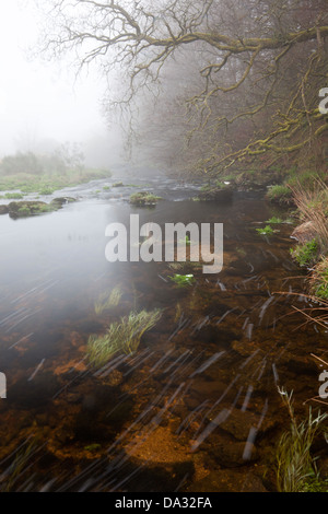 Il fiume vicino postbridge battaglio in Dartmoor Devon Foto Stock