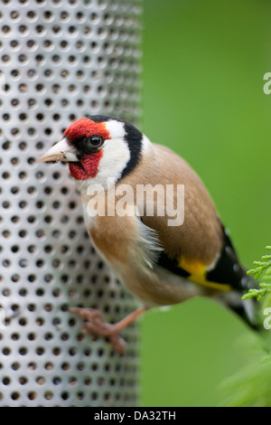 Cardellino sul niger seed bird feeder Hampshire Inghilterra Foto Stock