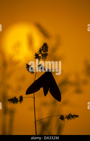 Ligustro hawk-moth Spinx ligustri al tramonto Foto Stock