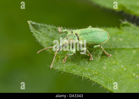 Un verde curculione poggia su una foglia in un giardino Hampshire Inghilterra Foto Stock