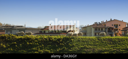 Pecore al pascolo lungo il fiume,Toscana Foto Stock