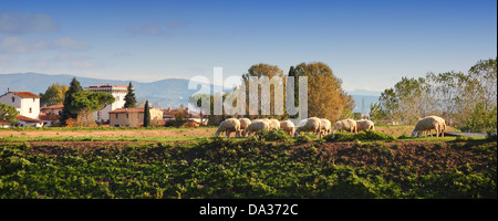 Pecore al pascolo nella campagna Toscana,Italia Foto Stock