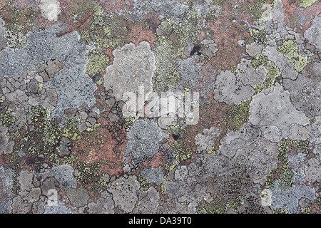 Vari colori di lichen su una roccia sul litorale di Enard Bay, Sutherland, a nord-ovest della Scozia, Regno Unito Foto Stock