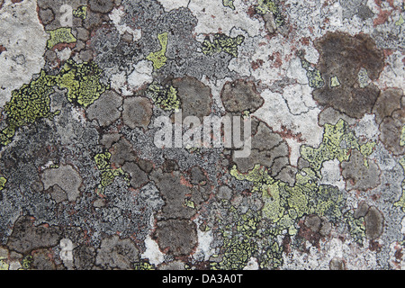 Vari colori di lichen su una roccia sul litorale di Enard Bay, Sutherland, a nord-ovest della Scozia, Regno Unito Foto Stock