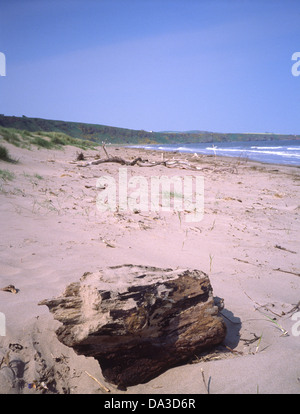 San Ciro la spiaggia e la baia di San Ciro Riserva Naturale Nazionale, Aberdeenshire, Scotland, Regno Unito Foto Stock