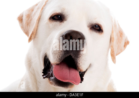 Chiudere-yp ritratto di un bellissimo labrador retriever razza, isolati su sfondo bianco Foto Stock