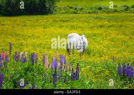 Cavallo Bianco in campo di Lupin Foto Stock