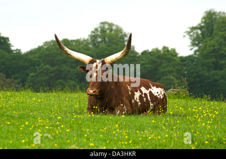 Dalle lunghe corna Ankole cow Foto Stock