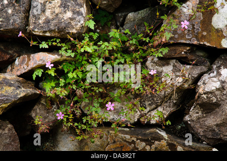 Herb-Robert (Geranium robertianum) cresce in un antico in pietra a secco parete delimitante la Pennine Bridleway Stainforth sopra Foto Stock