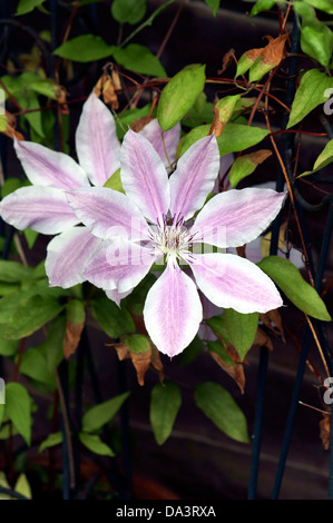 CLEMATIS Foto Stock