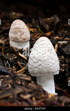 Un fresco gazza inkcap (Coprinopsis piceae) prima che il velo ha rotto fino a rivelare il cappuccio scuro al di sotto Foto Stock