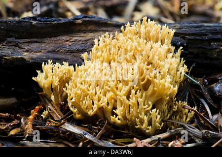 Montante di corallo (fungo Ramaria stricta), crescendo nel Sir Harold Hillier giardini, romsey, hampshire. Novembre. Foto Stock
